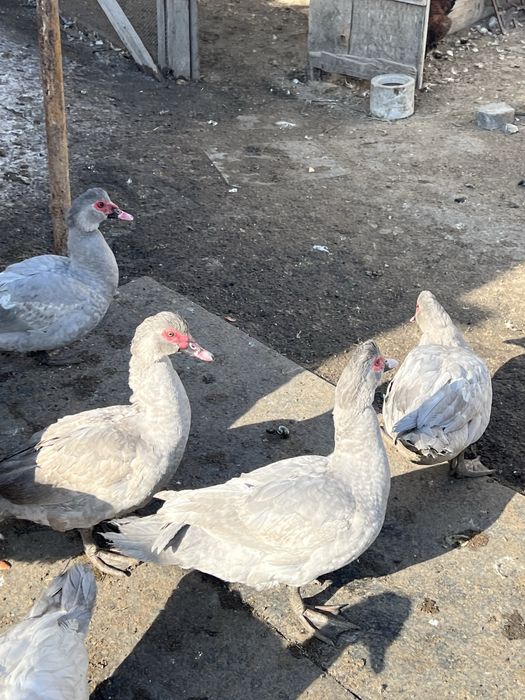 Селезни лаванда