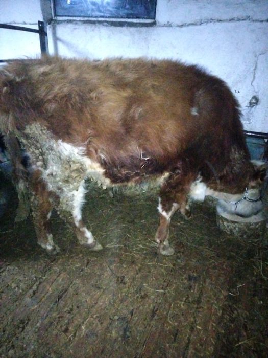 1 жылдық тайынша бұқа