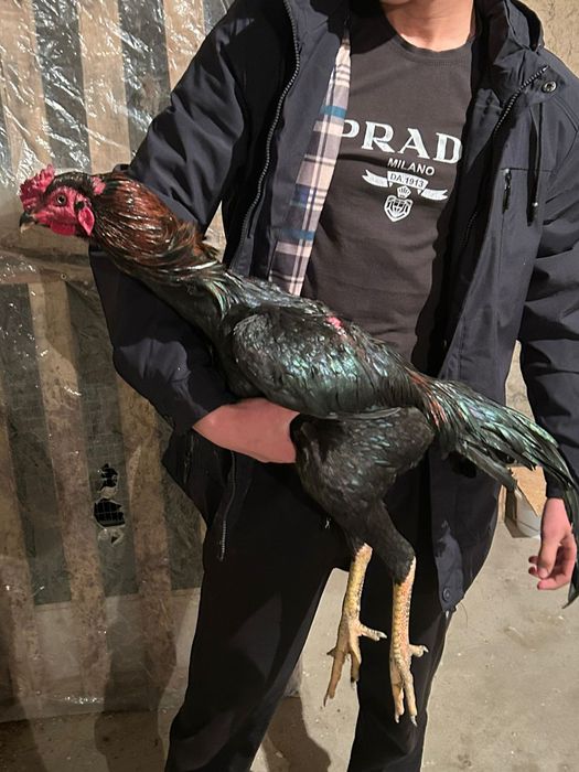 Дакан шоже 35.000