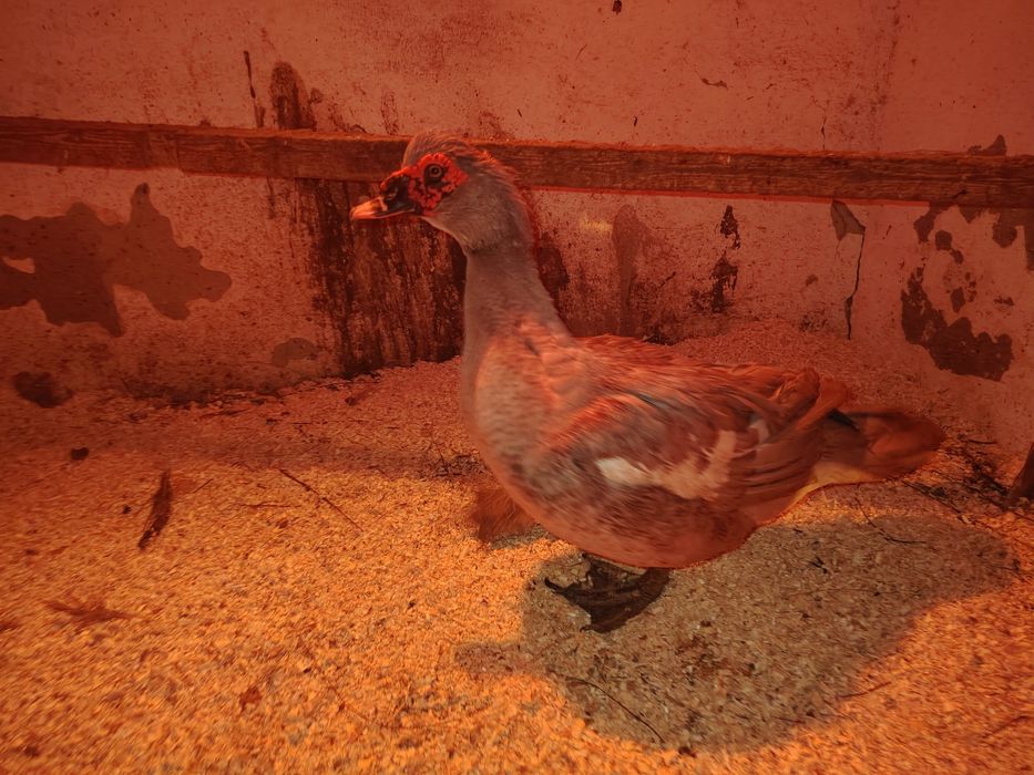 Лаванда еркек сатылады / продаётся самец лаванбы