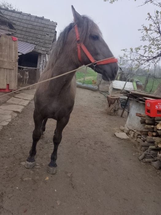 Manza blanda de 10 luni