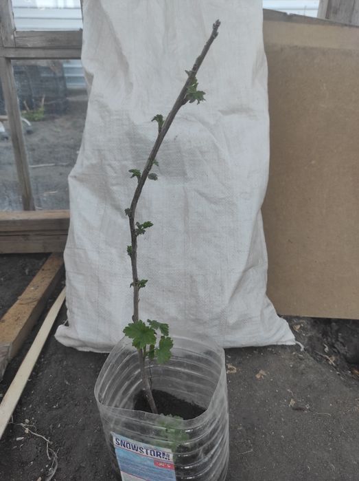 Красная смородина