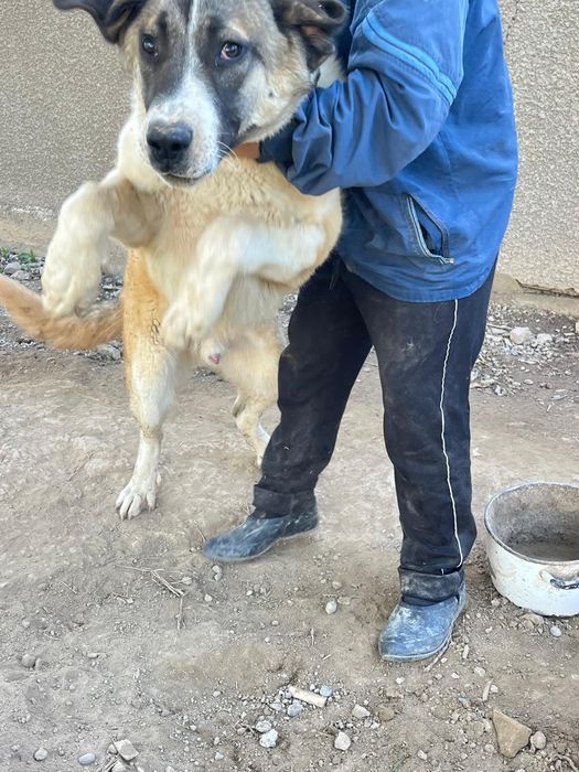 Күшік сатылады 6 айлық. Ит