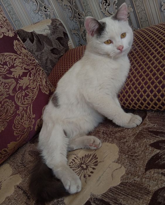 Отдам кошку в добрые руки