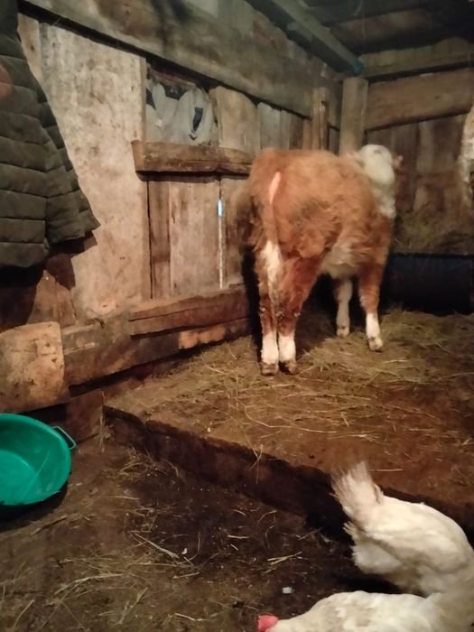 Продам 2 быков, 1 тёлка