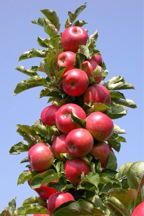 Pomi fructiferi columnari caliatatea 1 numeroase soiuri