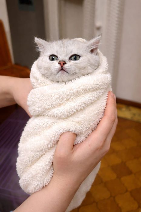 Британцы шиншилла серебро