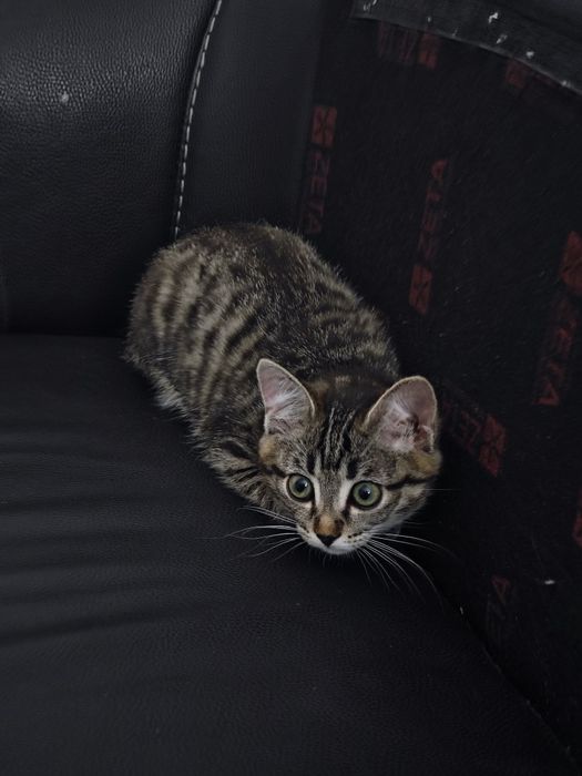Котенок девочка 3 месяцв