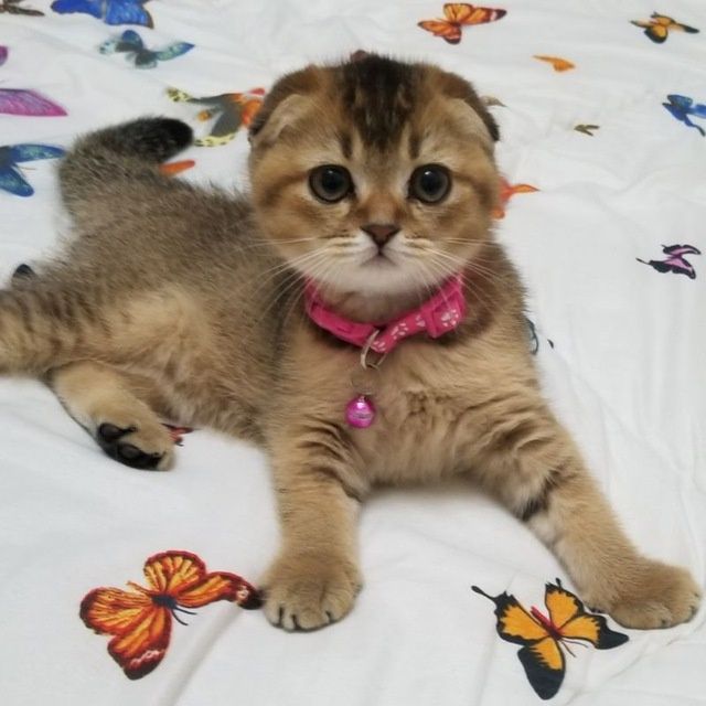 Шикарные милые котята подарят вам любовь и ласку