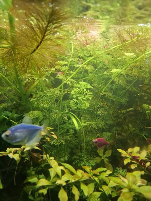 Растения за аквариум 6 вида