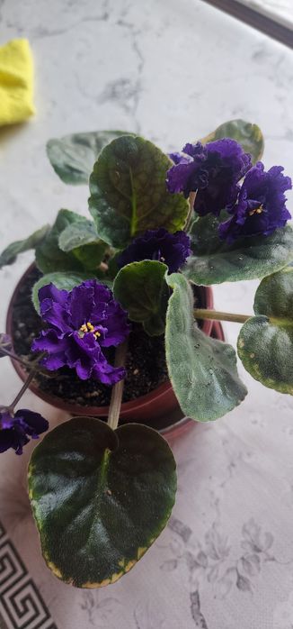 Фиалки продаются