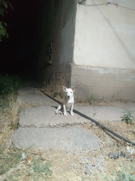 Домашное животное