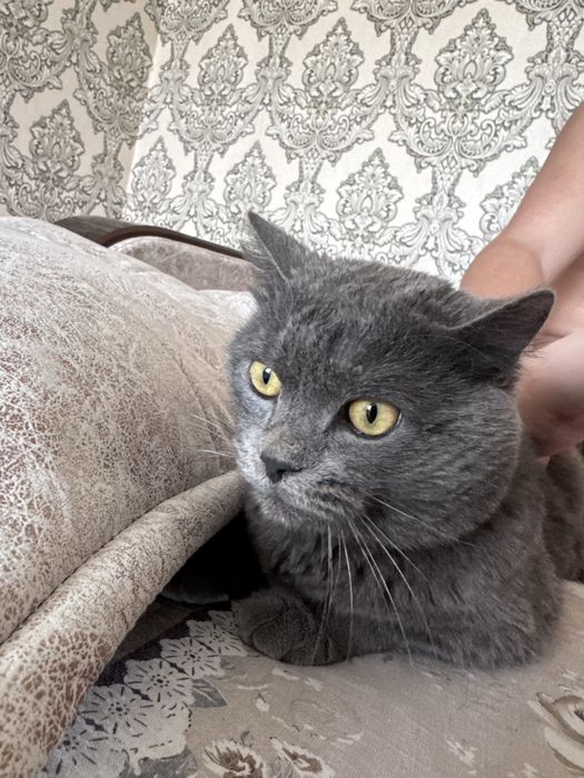 Продается кот шотландец