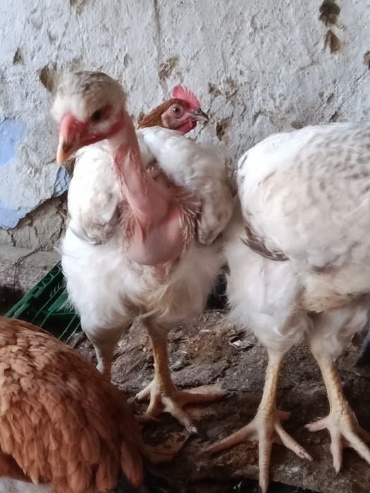 Pui de 3,5 luni motati