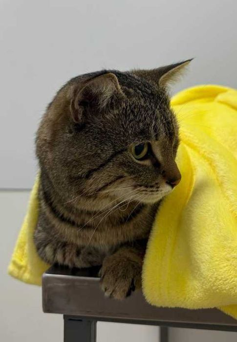 Найден упитанный кот