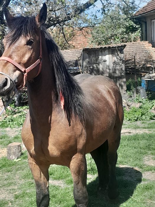 Manza de 2 ani frumosa