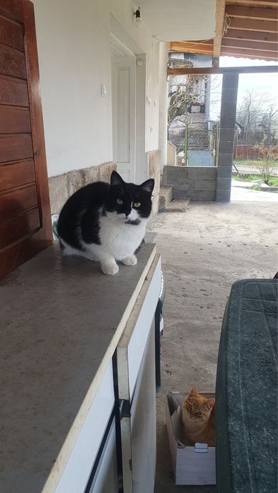 Черно бяло коте търси дом