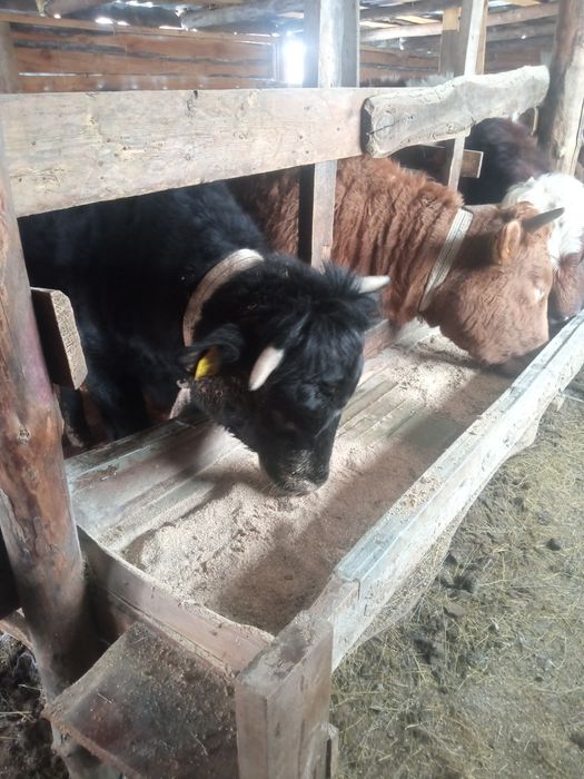 Продам тёлочек хорошие