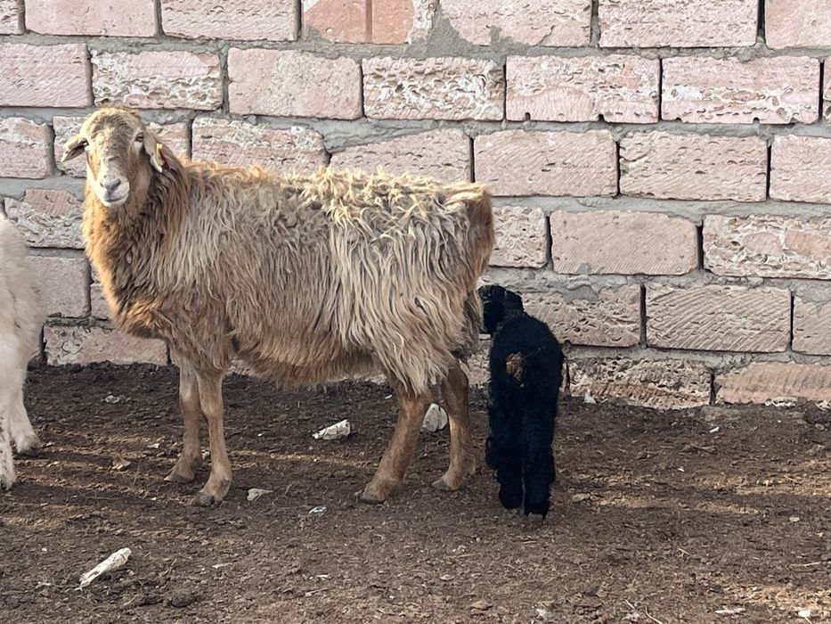 Козылы кой сатылады