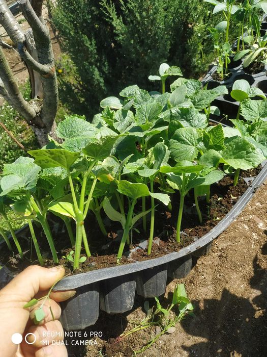 Разсад Домати,Краставици,Пипер,  Тиквички, зеле. 0,8,8,6,9,5,4,3,8,6