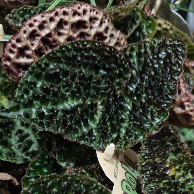 Бегония Рекс Ферокс