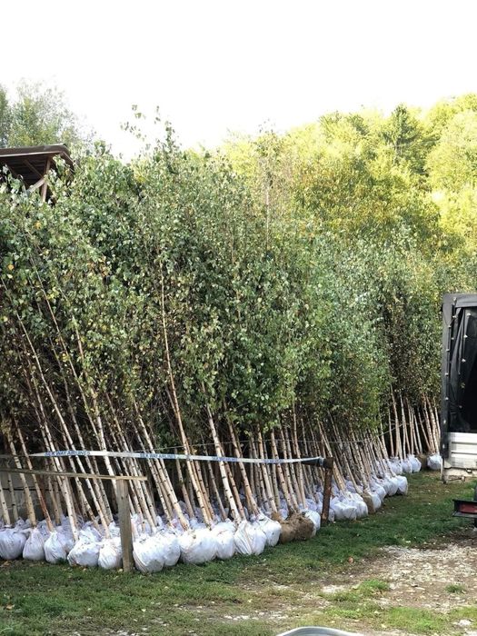 Betula pendula  mesteacan , tei  , artar