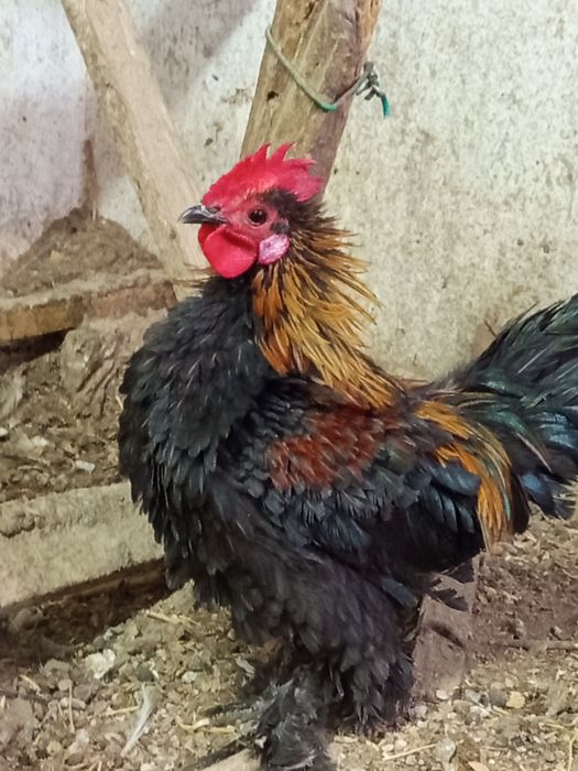 Бентамки карликовые