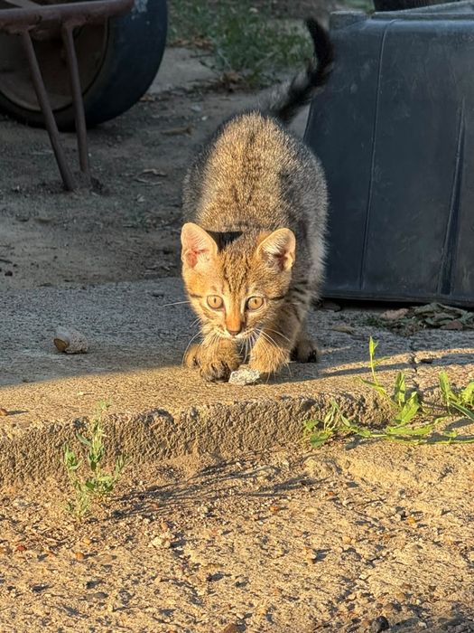 Отдам котят в добрые руки 2 месяца