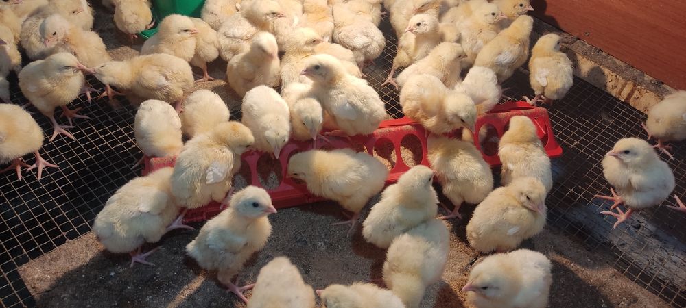 Продам бройлеров цыплят