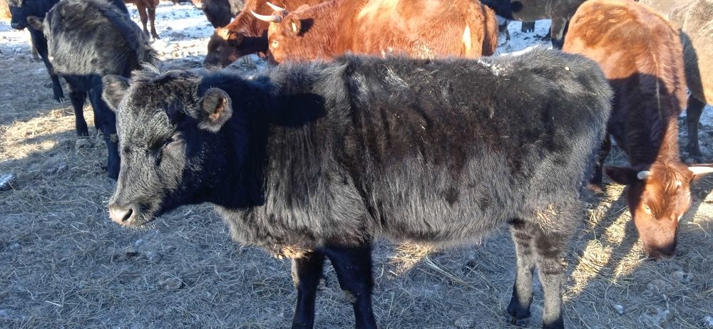 40 голов крс. телята. телки.