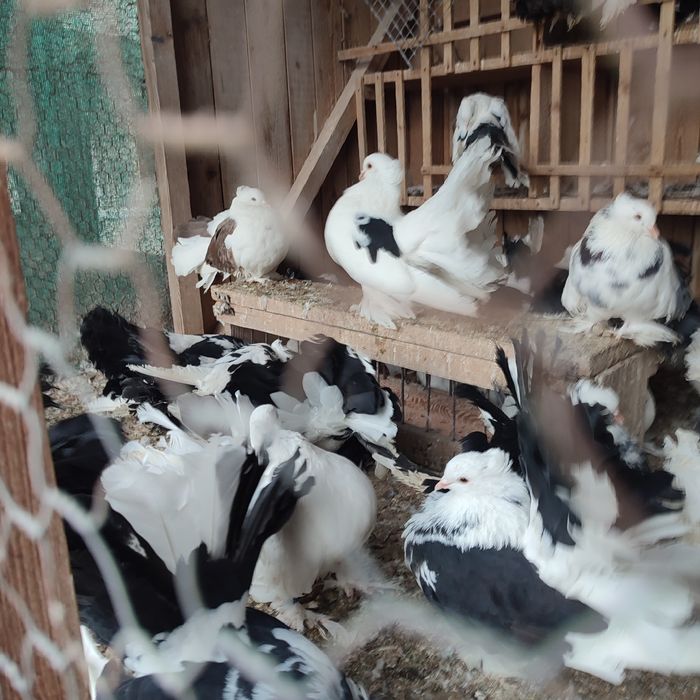 Porumbei voltați indieni