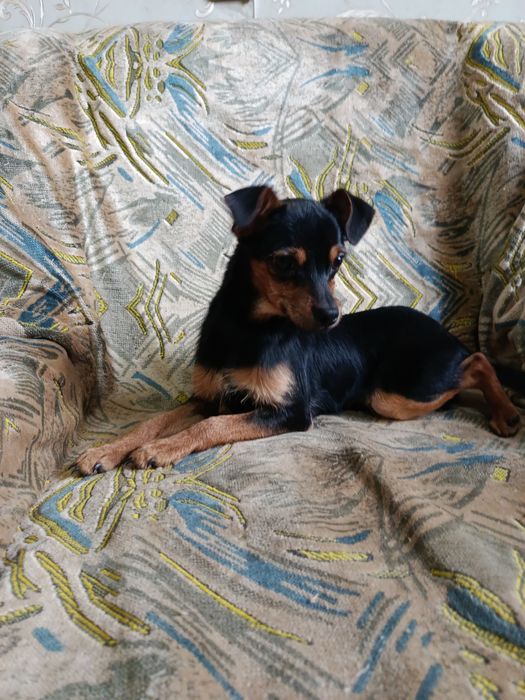 Пинчер мальчик продам