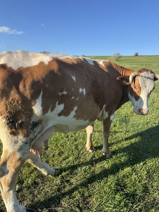 Vaca tanara buna de lapte