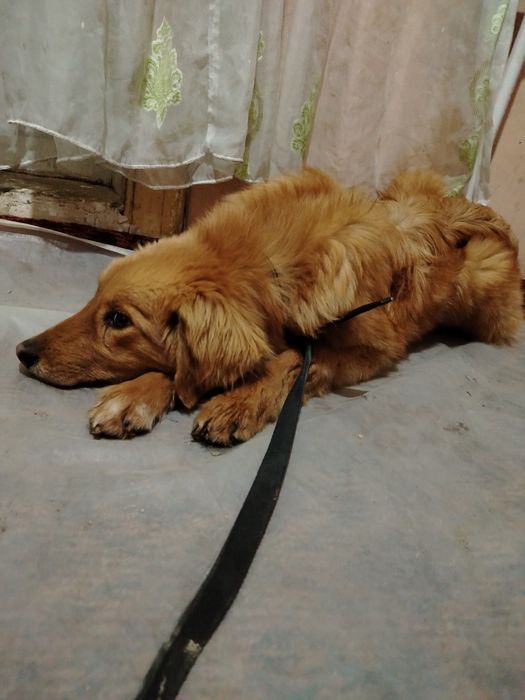 Золотистый ретривер