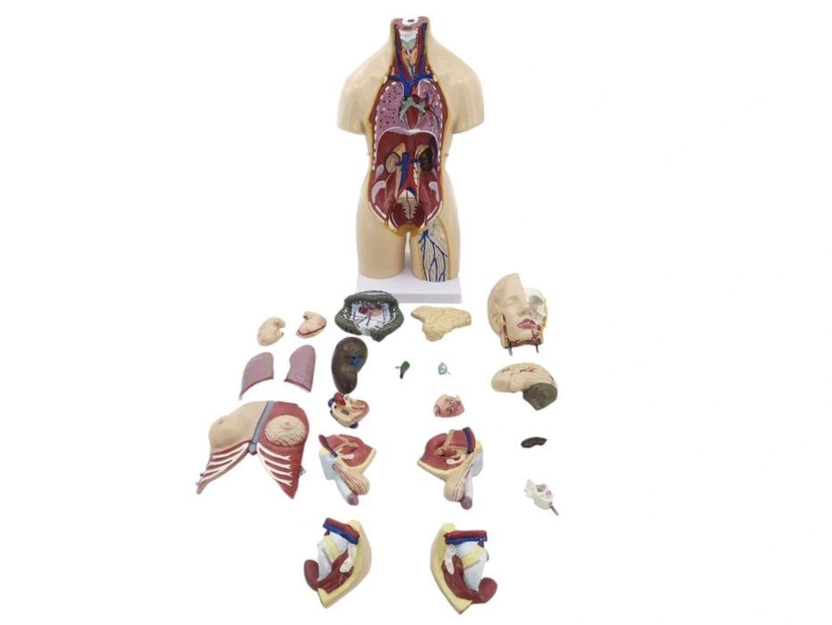 Муляж организма человека анатомические модель тело человека Торс