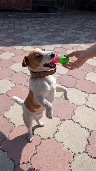 Джек Рассел Терьер 7 месяцев