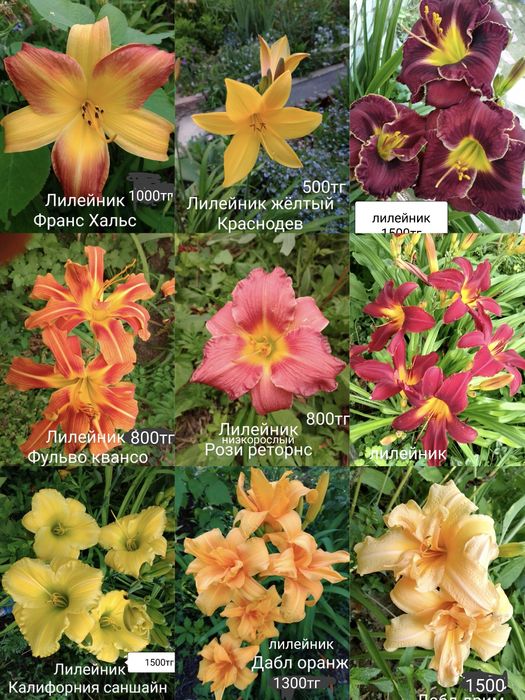 Лилейники сортовые