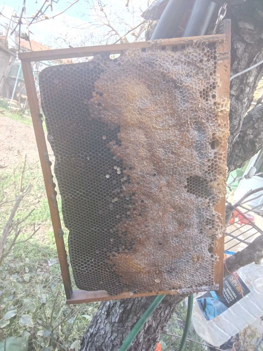 Пчелни рамки с мед ДБ