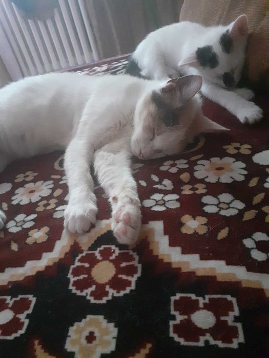 O  pisica, de 1 an, si un motanel de 2 luni!