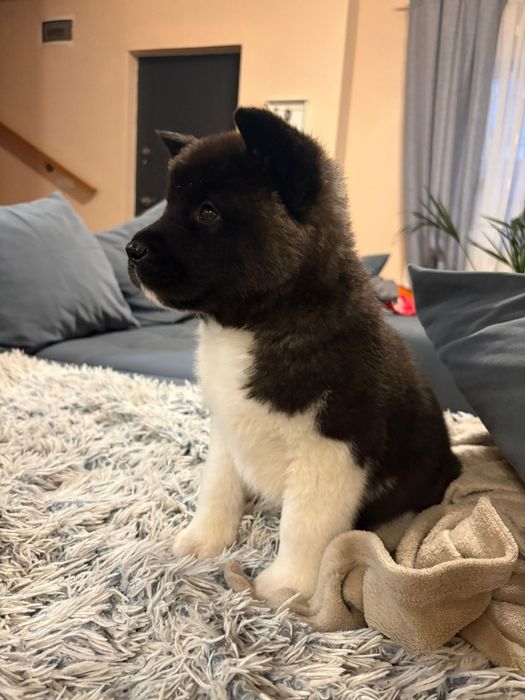 Akita American cu pedigree tip A