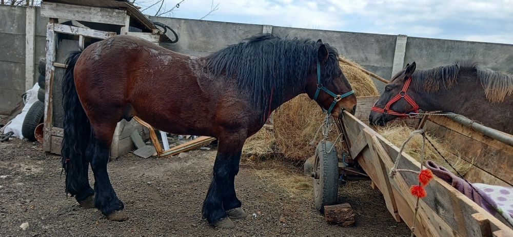 Vând 3 manji cuminți