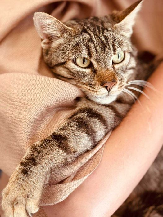 Мъжко коте търси дом