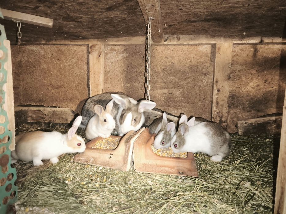 Iepurași hicole.  .