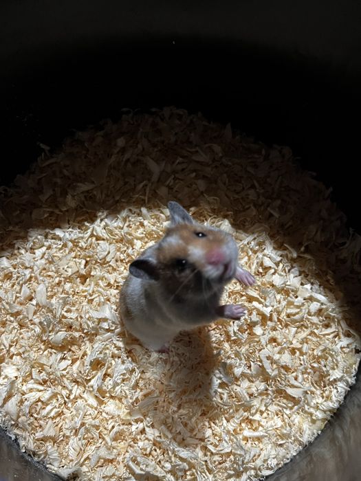 Hamsterlar qolga organgan