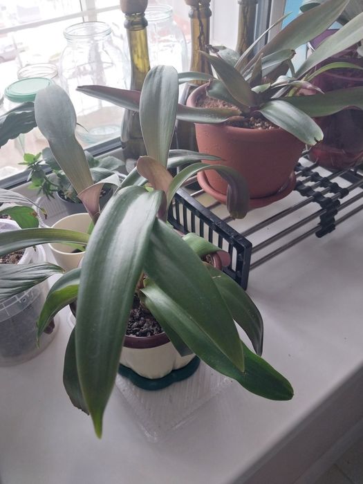 Продам  комнатные цветы