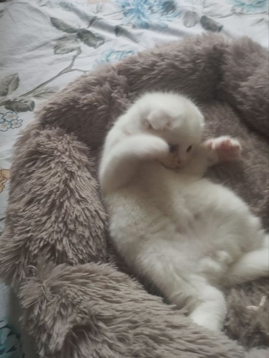 Продаются котята