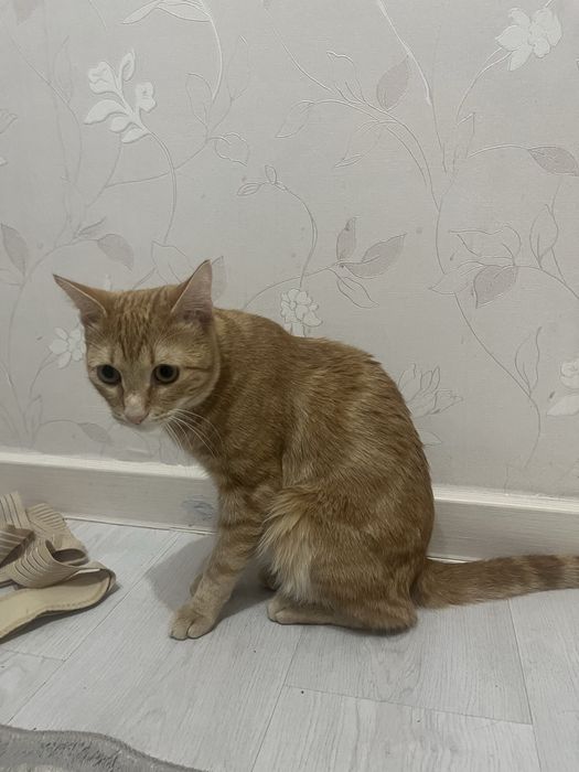 Шотландский прямоухий кот