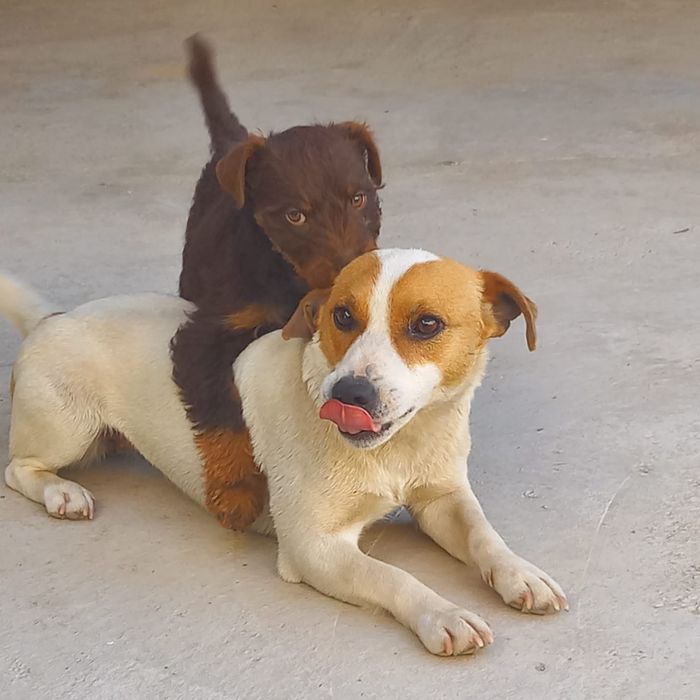 Продам Джек Рассел девочка.