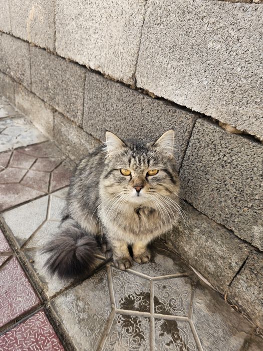Sibir mushugi juda yuvosh odamga organgan