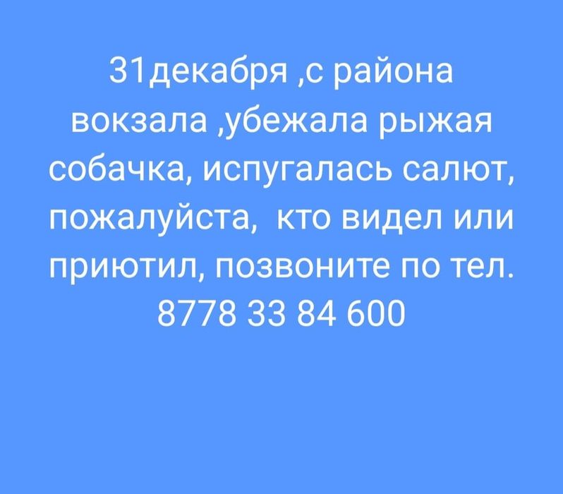 Убежала собака по кличке Тося